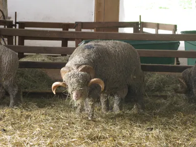 Джалгинский меринос - порода овец