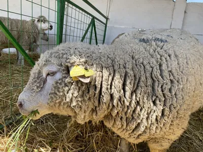Овца Merino стоковое изображение. изображение насчитывающей овцы - 63422857