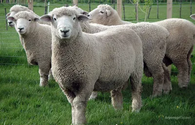 Порода овец - Хакасская баранина
