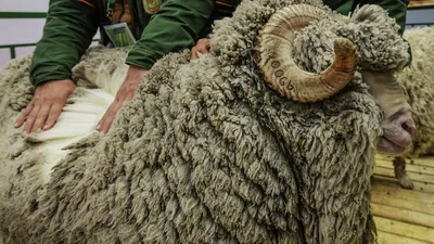Овца Советский меринос для вашего фермерского хозяйства с доставкой по  России