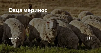 Рамбулье (овца) — Википедия