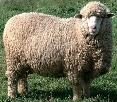 Овца меринос фотографии