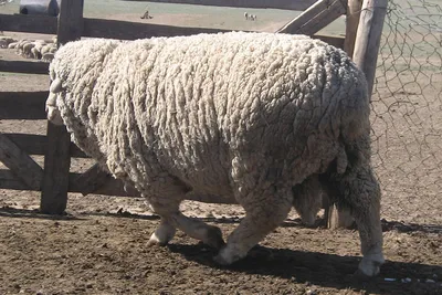 Капитал-ПРОК - При разведении овец шерстяного направления важно сделать  правильный выбор породы. Овцы Меринос по праву входят в десятку лучших  видов шерстяного направления. У них тонкая, мягкая, очень приятная на ощупь  шерсть,
