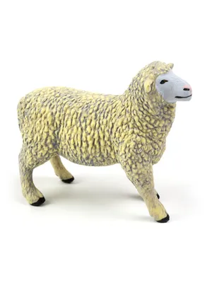 Овца Merino есть траву Ruzi выходит на деревянную землю Стоковое  Изображение - изображение насчитывающей шерсть, поголовье: 47793873