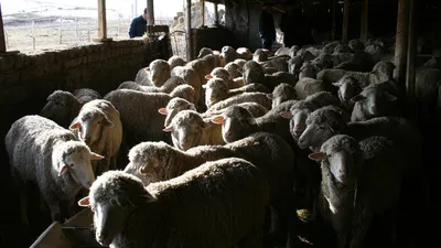 Самые распространённые породы овец, которые выращивают фермеры Казахстана