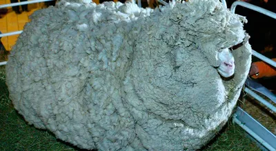 Домашние овцы (merinos d Arles), пасутся на виноградниках, Окситания,  Франция, Stock Footage Включая: меринос и мериносовый d arles - Envato  Elements