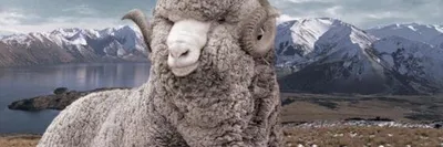 Меринос овцы и бараны, описание попроды