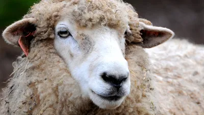 Овца меринос | Timelapse | Дзен