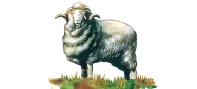 Овца Советский меринос для вашего фермерского хозяйства с доставкой по  России
