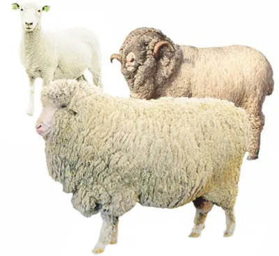 Кыргызские фермеры вывели новый тип овец кыргызского горного мериноса. Фото  – Новости из Кыргызстана – АКИpress