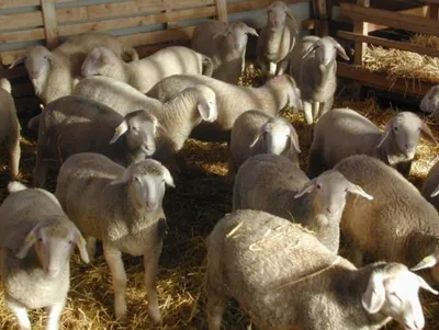 Овцы породы - советского Merino Стоковое Фото - изображение насчитывающей  ангстрома, настил: 96671400