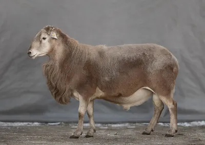 Подробная милая овечка меринос , …» — создано в Шедевруме