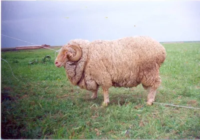 Шерсть овец породы меринос (мериносовая шерсть)