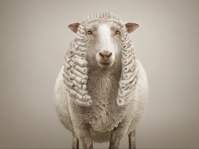 Овца смешная - 62 фото