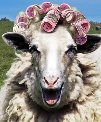 Овца прикол - 67 фото