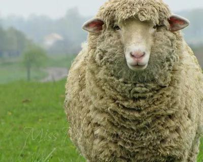 Овца смешная - 69 фото