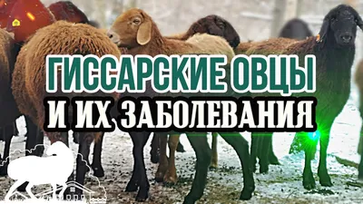 Продам ягнята гиссарской породы, купить ягнята гиссарской породы,  Ростовская обл — Agro-Russia