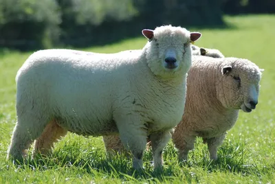 Овцы породы фото