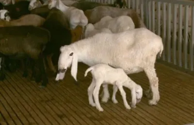 Bememu - 🌿Породы овец которые линяют самостоятельно 🐑Katahdin - тяжелая  мускулистая, овца мясного направления среднего размера. Им не требуется  стрижка. Шерсть может быть любого цвета от белого до коричневого к  пятнистому. Овцы