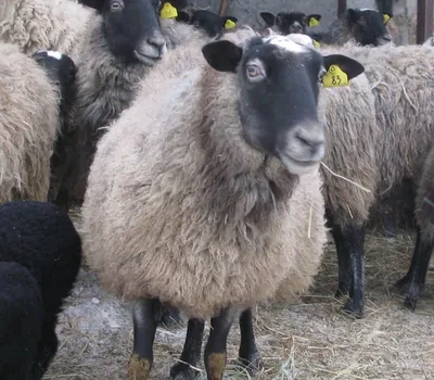 Овцы (романовская порода) | Крестьянские ведомости