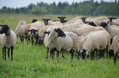 Романовские овцы - особенности и описание породы, AVA MARKET