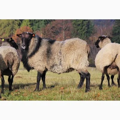 Продам овцы романовской породы, купить овцы романовской породы,  Владимирская обл — Agro-Russia