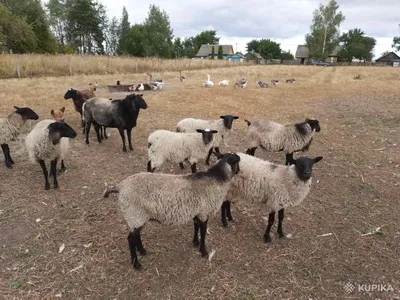 Овцы и бараны романовской породы, Вся Беларусь, 25375