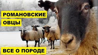 Романовские овцы | Преимущества и недостатки романовской породы овец |  Овцеводство - YouTube