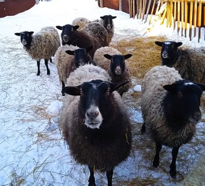 Товарные овцы и помеси | Агрофирма Авангард