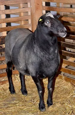Романовская порода овец, Романовские овцы плодородие, молоко, генетика  Сербия
