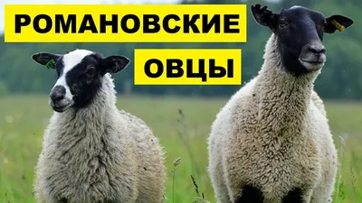Продаем ягнят, баранов и овец Романовской породы цены