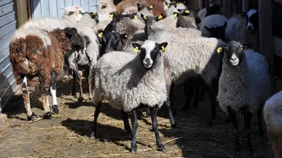 Разведение романовских овец как бизнес идея | Овцеводство | Романовские овцы  - YouTube