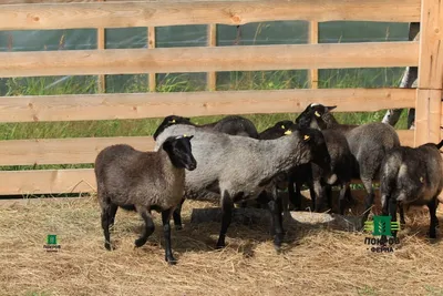 Ферма Покров - История романовской породы овец