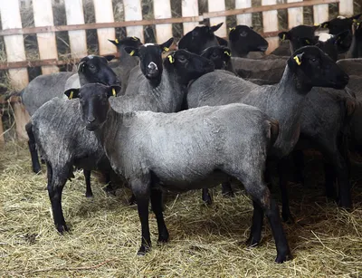Павловскому конному клубу подарили 15 овец романовской породы