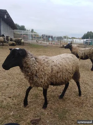 Идеальная шерсть романовской овцы: секреты «Юрьевского»