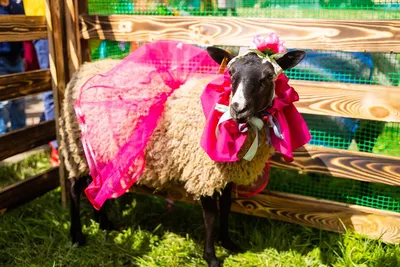 Продаю баранов и овец чистокровной Романовской породы в Самаре