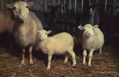 Романовская порода овец. Фото, видео, обсуждение. | Породы овец форум на  Fermer.ru / Стр. 2 из 5
