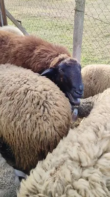 Черноносые овцы/ Valais Blacknose / длиннопост :: порода :: живность ::  Овечки / смешные картинки и другие приколы: комиксы, гиф анимация, видео,  лучший интеллектуальный юмор.