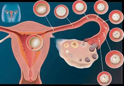 Есть ли у вас овуляция? | SBS-MED