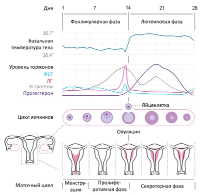 Менструальный цикл — Википедия