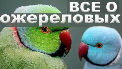 Ожереловый попугай как определить пол и возраст