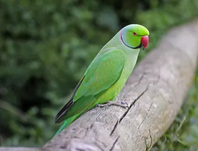 Ожереловых попугаев фото