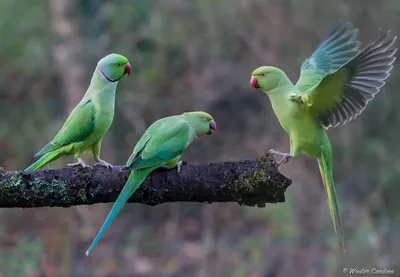 Продается молодой серый ожереловый... - Baby Zoo Moldova | Facebook