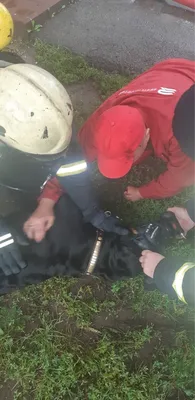 ФОТО: Спасатели помогли оживить спасенную из горящего дома в Тапа собаку -  Delfi RUS