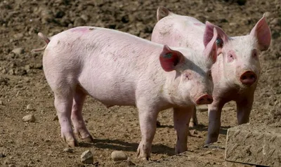 Ученые смогли оживить органы свиньи через час после смерти | СП - Новости  Бельцы Молдова