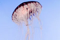 Проверил на себе укус медузы в Атлантическом океане 🐙 Разница между фото 1  час — Александр Кудряшов на TenChat.ru