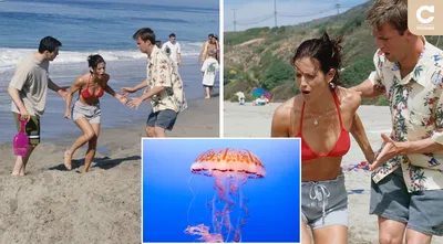 Смотри, в Кирилловке появились огромные медузы - Запорожье Vgorode.ua