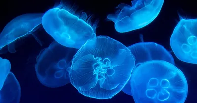 Сімейний лікар Сарахман Лілія - 🦑На отдыхе мы расслабляемся и порой  забываем о возможных опасностях и неприятностях. Одна из них это медузы! ⠀  ⁉️Чем вы спасаетесь при ожогах медузы?📝Пишите в комментариях. ⠀