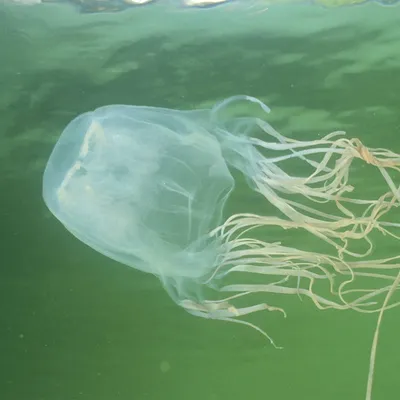 В Азовском море появились гигантские ядовитые медузы — ФОТО, ВИДЕО | Первый  запорожский