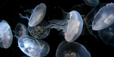Огромные медузы-корнероты подплыли к сочинским пляжам | Югополис